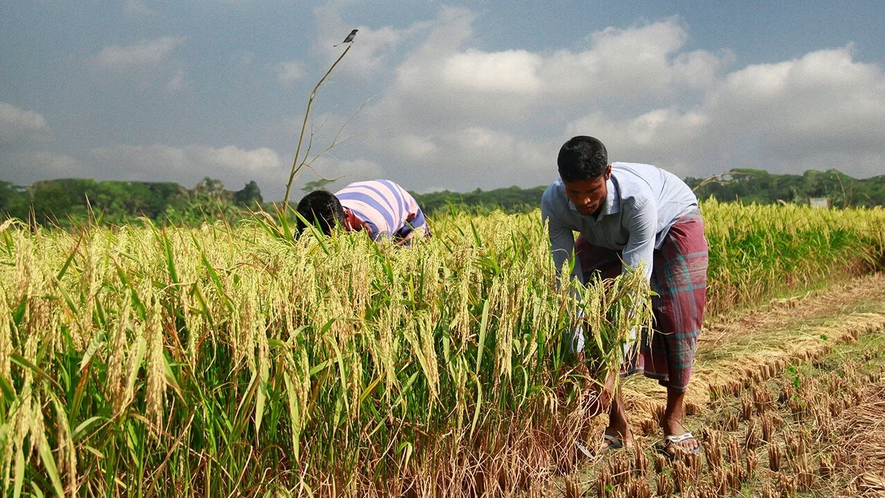 Water en land: het blauwe en gele goud voor Bangladesh