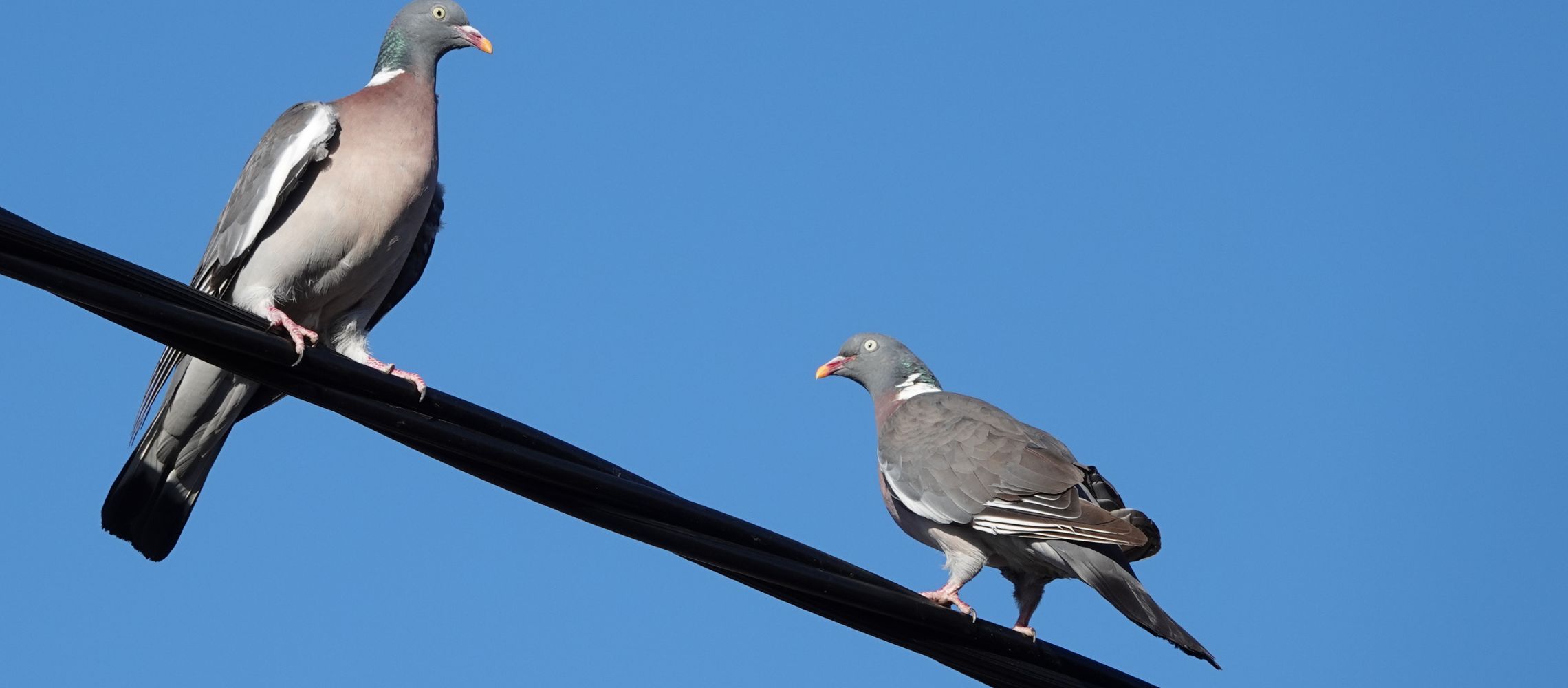 Beeld bij artikel van De Zaak