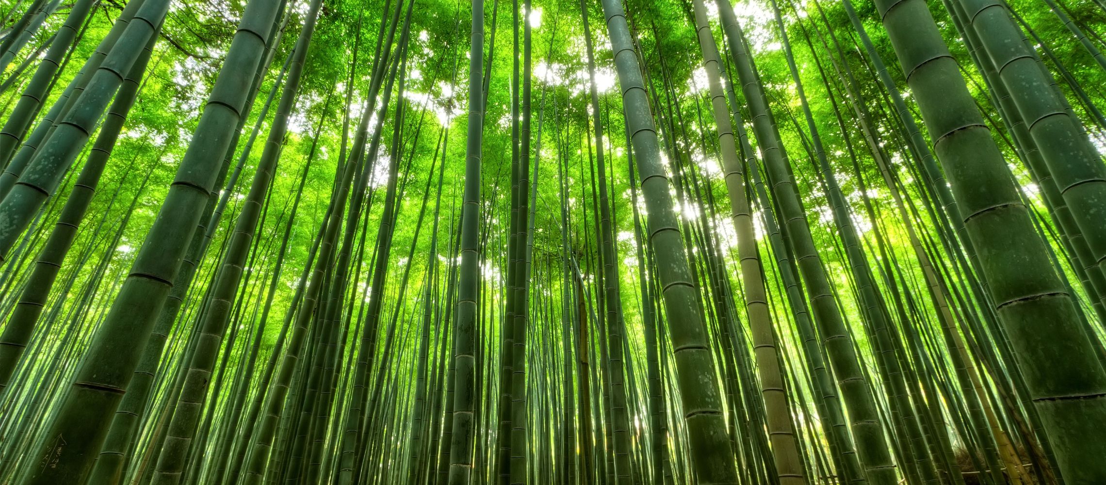 Bamboe het wonderkind in 'milieuland' En waarom je als ondernemer voor bamboe toiletpapier moet kiezen